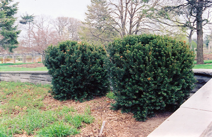 Hill's Yew (Taxus x media 'Hillii') in Vancouver Victoria Burnaby