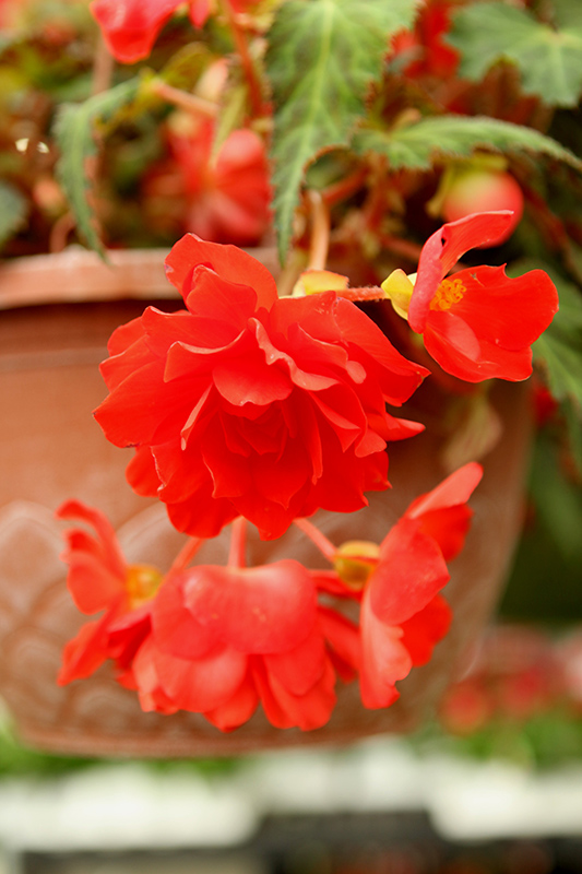 I Conia Miss Miami Begonia Begonia Miss Miami In Vancouver Victoria