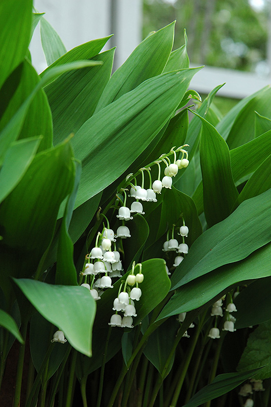 Convallaria majalis or Lily of the valley and how it is grown