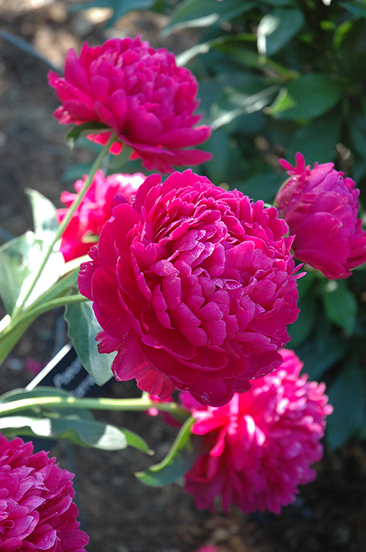 Double Pink Peony (Paeonia 'Double Pink') in Vancouver Victoria