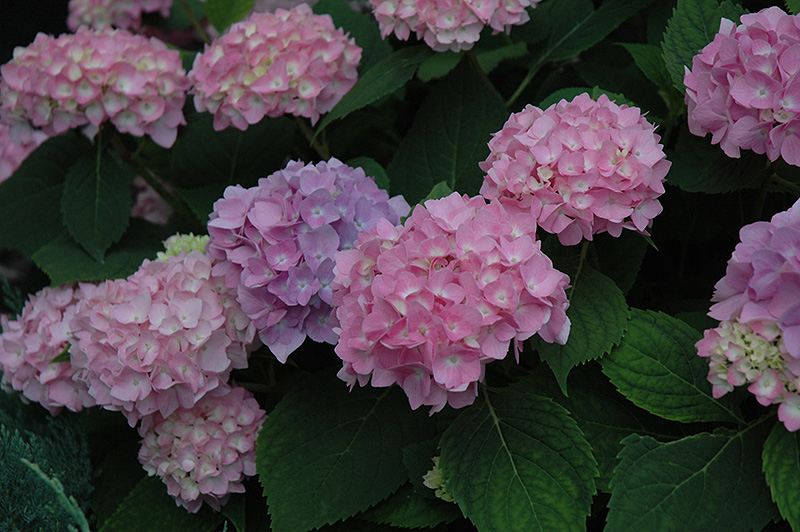 Image of The original hydrangea pink flowers
