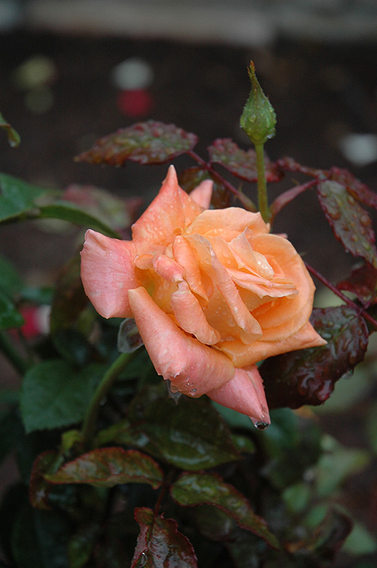 Flora Danica Rose Danica') in Vancouver Victoria Burnaby Penticton British Columbia BC at GardenWorks
