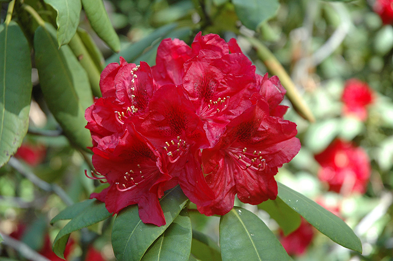 Henry's Red Rhododendron (Rhododendron 'Henry's Red') in Vancouver Victoria Burnaby Penticton Coquitlam British Columbia at GardenWorks