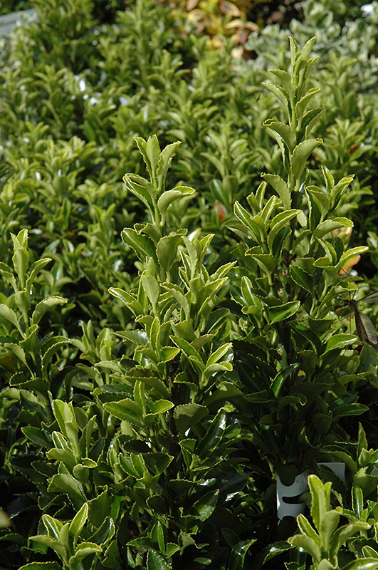 Green Spire Euonymus (Euonymus japonicus 'Green Spire') in Vancouver ...