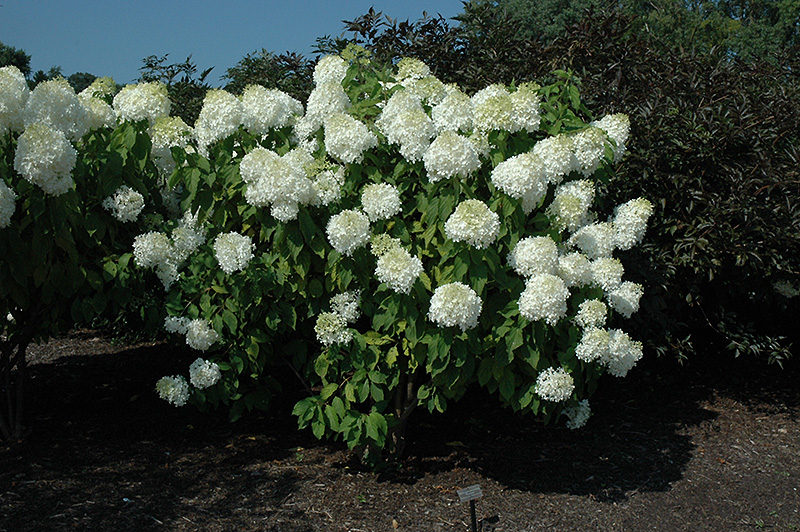 Image of Full grown Phantom Hydrangea shrub in full bloom