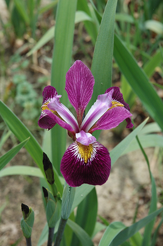 Blue Flag Iris, Iris versicolor