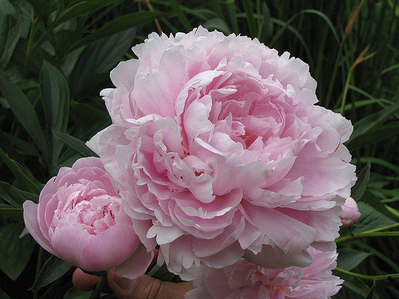 Double Pink Peony (Paeonia 'Double Pink') in Vancouver Victoria