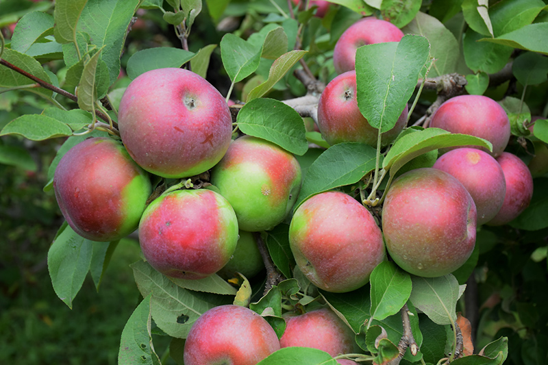Economical Excellence McIntosh apples 🍎 🌳 Unveil the secrets of this  popular variety, macintosh apples 