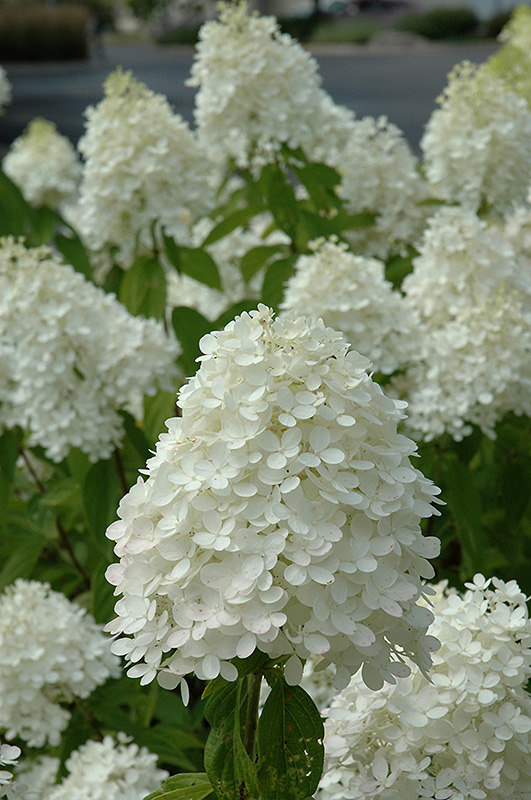 Image of White conical hydrangea