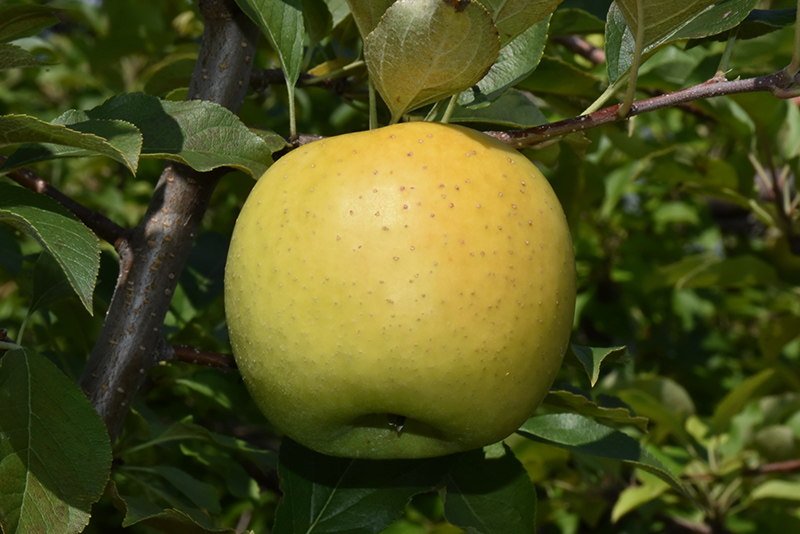 Yellow Transparent Apple (Malus 'Yellow Transparent') in Vancouver
