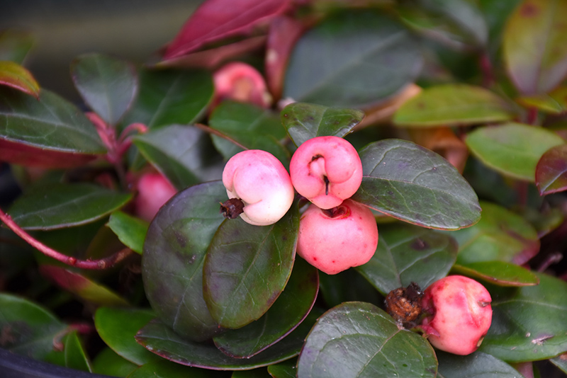 Peppermint Pearl Wintergreen (Gaultheria procumbens 'SpecGP11') in ...