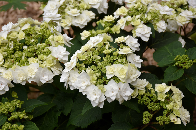 Wedding Gown™ Hydrangea puts on a dazzling flower show with blooms of pure  white against dark green foliage. This Hydrangea extends its… | Instagram