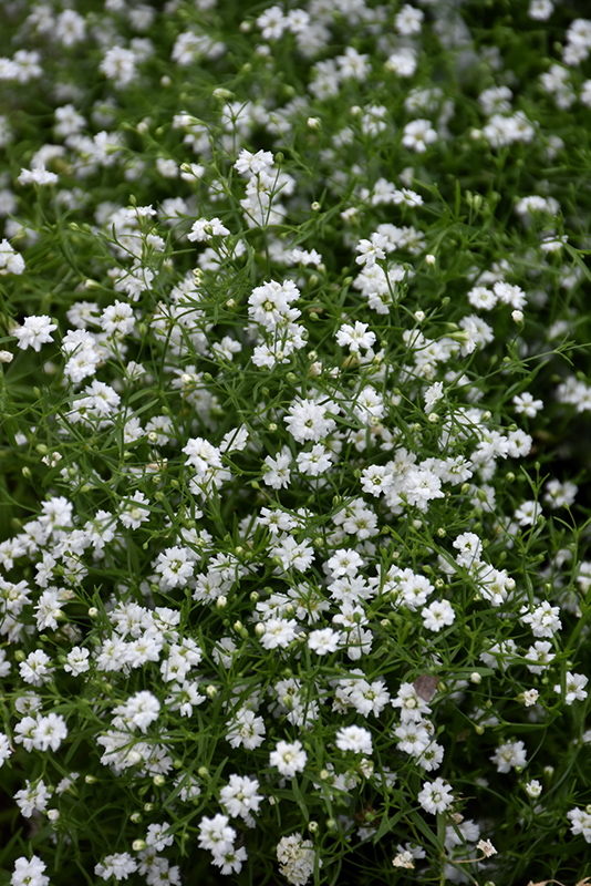  200 Creeping Baby's Breath WHITE FLOWERS,Gypsophila repens  ,Perennial ! : Patio, Lawn & Garden