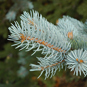 Bakeri Blue Spruce (Picea pungens 'Bakeri') in Vancouver Victoria Burnaby  Penticton Coquitlam British Columbia BC at GardenWorks