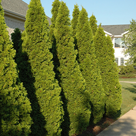Emerald Green Arborvitae for Sale  Know Before You Buy - PlantingTree