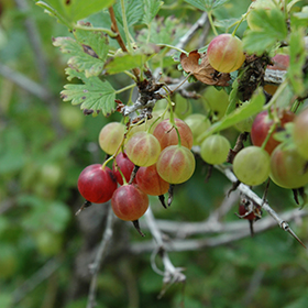 How to Grow and Care for Gooseberry Bushes