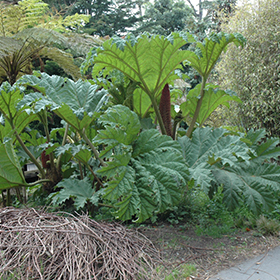 giant rhubarb growing zone