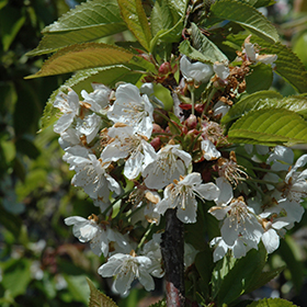 Sam Cherry (Prunus avium 'Sam') in Vancouver Victoria Burnaby Penticton  Coquitlam British Columbia BC at GardenWorks