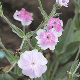 Angel S Blush Rose Campion Lychnis Coronaria Angel S Blush In Vancouver Victoria Burnaby Penticton Coquitlam British Columbia At Gardenworks