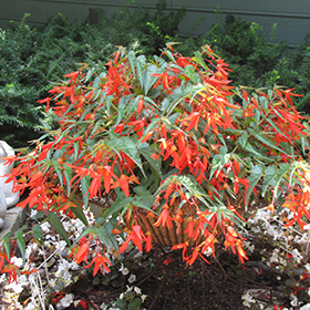 Santa Cruz Sunset Begonia Begonia boliviensis Santa Cruz Sunset