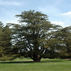 Coniferous Tree Photo