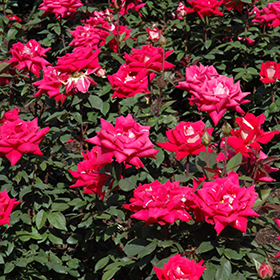 Strike It Rich Rose (Rosa 'Strike It Rich') in Vancouver Victoria Burnaby  Penticton Coquitlam British Columbia BC at GardenWorks