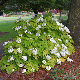 Image of Hydrangea quercifolia 'Little Honey' plant