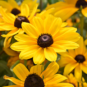 Rudbeckia indian deals summer