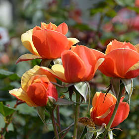 Strike It Rich Rose (Rosa 'Strike It Rich') in Vancouver Victoria Burnaby  Penticton Coquitlam British Columbia BC at GardenWorks