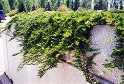 Prince of Wales Juniper (Juniperus horizontalis 'Prince of Wales') at GardenWorks