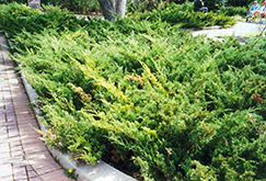 Arcadia Juniper (Juniperus sabina 'Arcadia') at GardenWorks