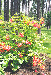 Moonlight Rose Azalea (Rhododendron 'Moonlight Rose') at GardenWorks