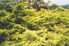 Golden Pfitzer Juniper (Juniperus x media 'Pfitzeriana Aurea') at GardenWorks
