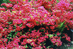 Hino Red Azalea (Rhododendron 'Hino Red') at GardenWorks
