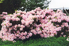 English Roseum Rhododendron (Rhododendron catawbiense 'English Roseum') at GardenWorks