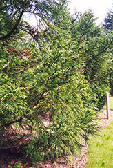 Japanese Cedar (Cryptomeria japonica) at GardenWorks