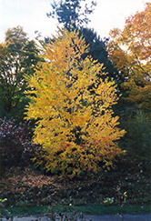 Katsura Tree (Cercidiphyllum japonicum) at GardenWorks