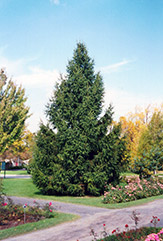 Norway Spruce (Picea abies) at GardenWorks