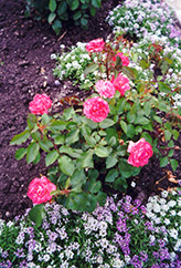 Queen Elizabeth Rose (Rosa 'Queen Elizabeth') at GardenWorks