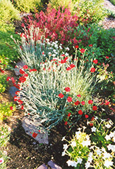 Grenadin Red Carnation (Dianthus caryophyllus 'Grenadin Red') at GardenWorks
