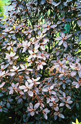 P.J.M. Elite Rhododendron (Rhododendron 'P.J.M. Elite') at GardenWorks