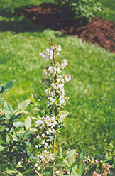 Elliott Blueberry (Vaccinium corymbosum 'Elliott') at GardenWorks