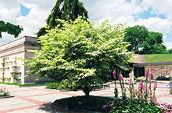 Variegated Japanese Angelica Tree (Aralia elata 'Variegata') at GardenWorks