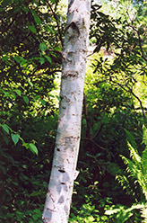 Whitespire Birch (Betula populifolia 'Whitespire') at GardenWorks