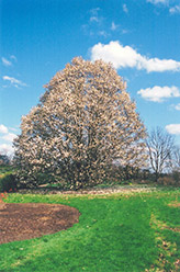 Wada's Memory Magnolia (Magnolia kobus 'Wada's Memory') at GardenWorks