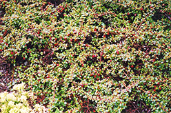 Streib's Findling Cotoneaster (Cotoneaster dammeri 'Streib's Findling') at GardenWorks