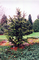 Green Prince Cedar of Lebanon (Cedrus libani 'Green Prince') at GardenWorks