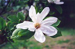 Kobus Magnolia (Magnolia kobus) at GardenWorks