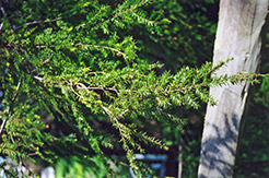 Canadian Hemlock (Tsuga canadensis) at GardenWorks
