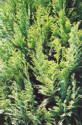 Lawson Falsecypress (Chamaecyparis lawsoniana) at GardenWorks